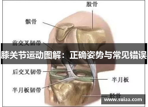 膝关节运动图解：正确姿势与常见错误